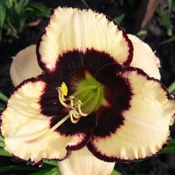 Лілейник Mona Liza Мона Ліза (Пікалова 2011) (сажінки)