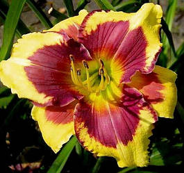 Лілейник Desperado Love Десперадо Лав (Stamile 1995) (сажники)