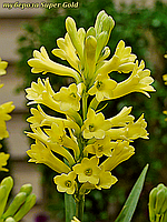 Тубероза Super Gold Single (Супер Голд) саджанець