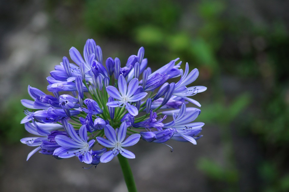 Корневще агапантусу синього "Umbelatum Blue", 1 шт., Нідерланди 