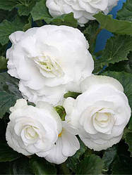 Полуни бегонії повної білої "Grandiflora White", 1 шт., Нідерланди 