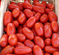 УЛИССЕ F1 / ULISSE F1, 20 семян томат детерминантный сливовидный, Syngenta