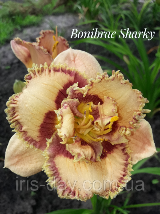 Лійник Bonibrae Sharky Бонібра Шарки (Matthie 2009) (сажниці), фото 1