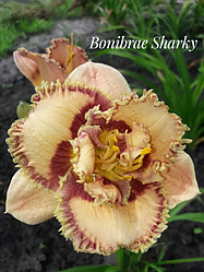 Лійник Bonibrae Sharky Бонібра Шарки (Matthie 2009) (сажниці)