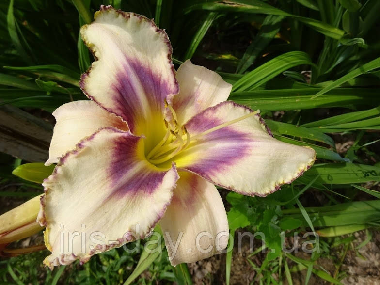 Лілейник Distance To See Дистанс Ту Сі, фото 1