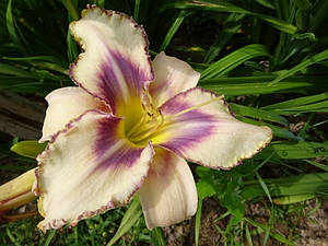 Лілейник Distance To See Дистанс Ту Сі