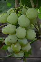 Саженцы винограда Смарагд