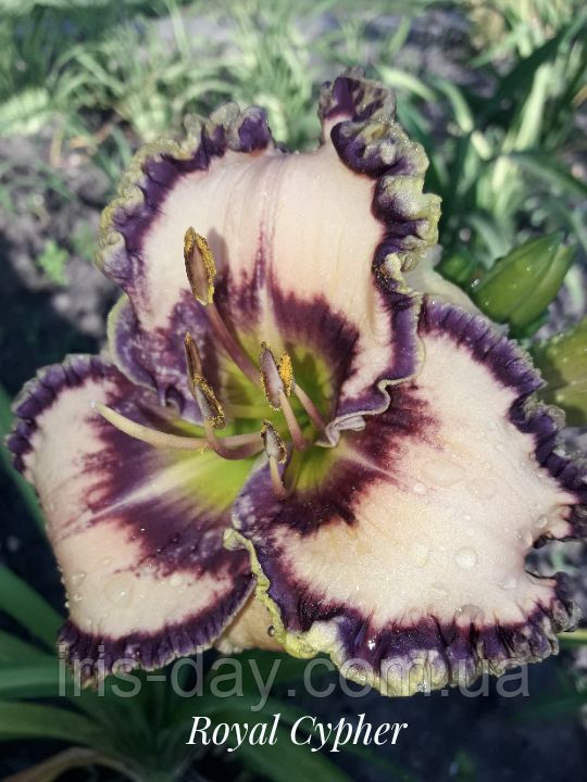 Лійник Royal Cypher (Petit 2011) (сажники), фото 1