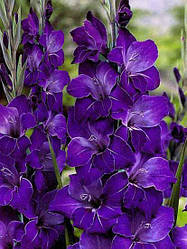 Луковиці гладіолусу Віолетта "Violetta", 1 шт., Нідерланди 