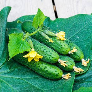 Спино F1 / SPINNO F1 насіння огірка, 10 насінин — партенокарпічний, Syngenta, фото 4