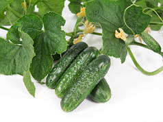 ВЕЛОКС F1 / VELOKS F1, 50 насіння — огірок партенокарпічний, Nunhems