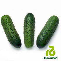 Соната F1 насіння огірка, 20 насіння — огірок бджолинозапальний, АгроПак, фото 4