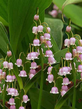 Корнівство конвалії (ландиш) рожевої "Rosea", 1 шт., Seminis, Нідерланди , фото 2