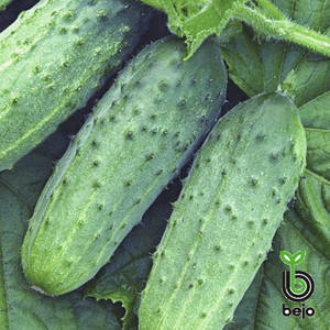 Атлантіс насіння огірка F1, насіння 15 — огірок бджолозапильний, Bejo, фото 2