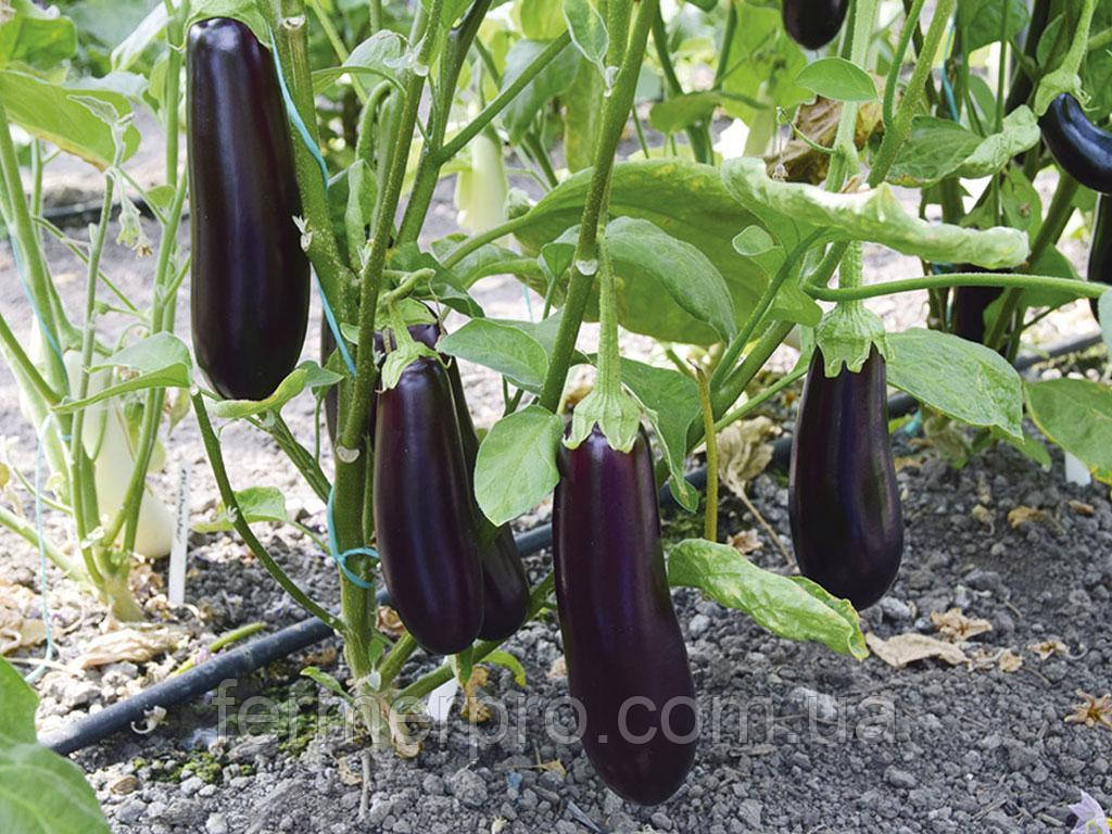 Насіння Баклажана Честер F1/ Chester F1, 1000 насіння, Ergon seeds