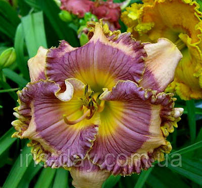 Лілейник Sapphire Summer Сапфір Самме (Trimmer 2014) (сажі), фото 1