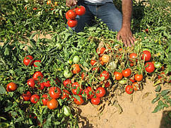 Насіння томату Дуал лардж F1/Dual Large F1, 100 насіння, Ergon seed