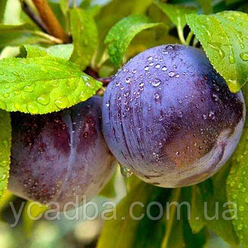 Слива Блю Фрі (пізня), фото 1