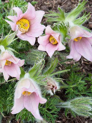 Корневще сон-трави Пульсатилла рожева "Pulsatilla", 1 шт., Seminis, Нідерланди , фото 2