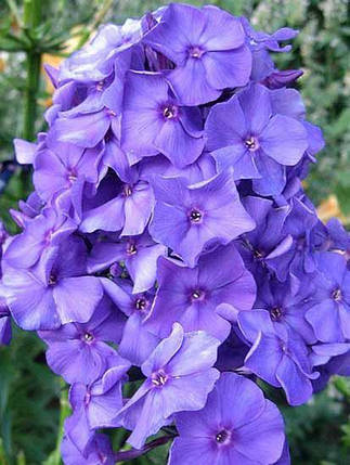 Корнівще флакса Блу Парадайс "Blue Paradise", 1 шт., Seminis, Нідерланди , фото 2