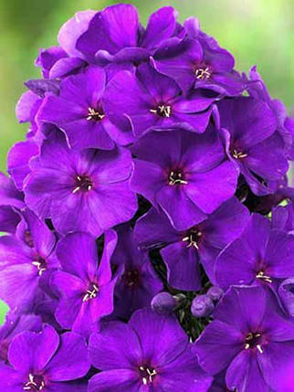 Корнівще флакса Нікі "Nicky", 1 шт., Seminis, Нідерланди , фото 2