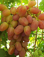 Саженцы винограда Сенсация