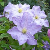 Kлепатіс Blue Angel (Blekitny Aniol) С2