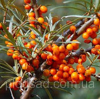 Обліпиха Чуйська