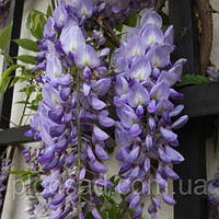 Гліцинія китайська Prolific С10