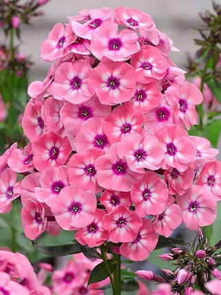 Кореневище флокса Ларісса "Larissa", 1 шт, Seminis, Нідерланди, фото 2