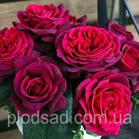 Троянда чайно-гібридна Графіня Діана