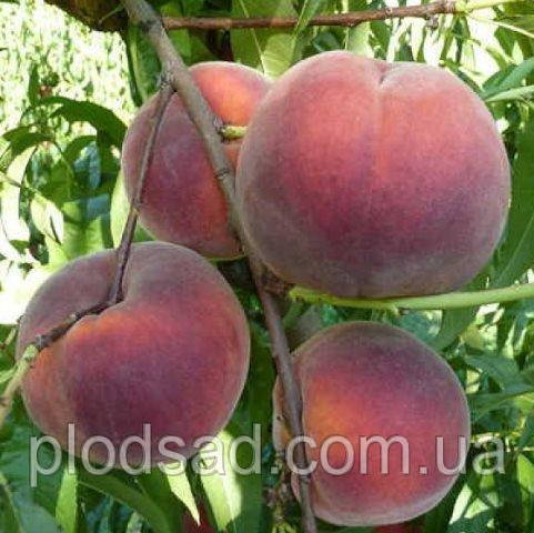 Персик Роял Джим