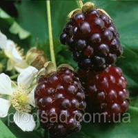 Ожина Техас