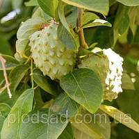 Саджанці Аннона (черимойя)