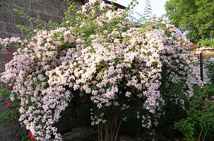 Кольквіція прекрасна Б'юті Буш / Kolkwitzia amabilis Beauty bush ( саджанці 3 роки ) С2, фото 3