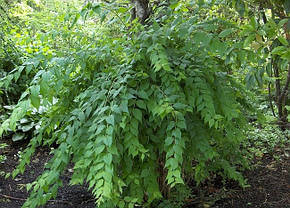 Кольквіція прекрасна Б'юті Буш / Kolkwitzia amabilis Beauty bush ( саджанці 3 роки ) С2, фото 4