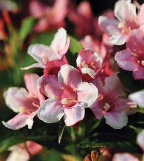 Кольквіція прекрасна Б'юті Буш / Kolkwitzia amabilis Beauty bush ( саджанці 3 роки ) С2, фото 1