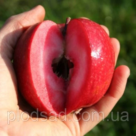 Яблуня Bloody Ploughman