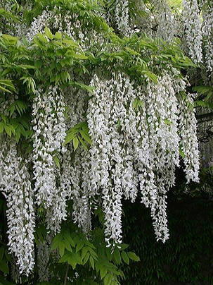 Гліцинія японська "Широ - Нода" \ Wisteria Shiro-Noda ( саджанці 3 річні ), фото 2