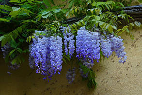 Гліцинія макростахія " Блю Мун" \ Wisteria macrostachya Blue Moon ( саджанці 2 роки ), фото 2