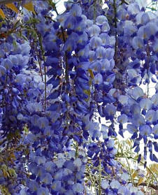 Гліцинія макростахія " Блю Мун" \ Wisteria macrostachya Blue Moon ( саджанці 2 роки )