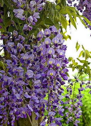 Гліцинія японська Доміно \ Japanese wisteria 'Доміно' ( саджанці 2 роки ), фото 2