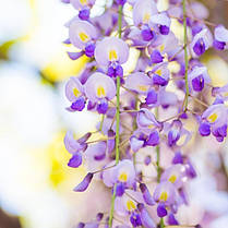 Гліцинія японська Доміно \ Japanese wisteria 'Доміно' ( саджанці 2 роки ), фото 4