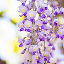 Гліцинія японська Доміно \ Japanese wisteria 'Доміно' ( саджанці 2 роки ), фото 2