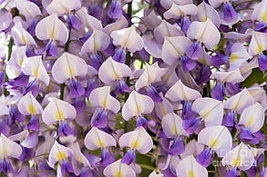 Гліцинія японська Доміно \ Japanese wisteria 'Доміно' ( саджанці 2 роки ), фото 3