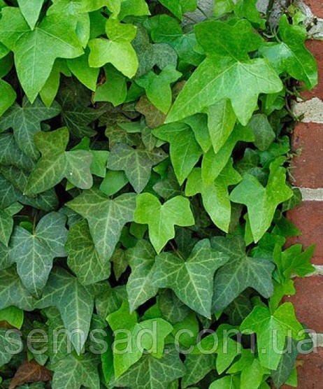 Плющ садовый вечнозеленый \ Hedera helix ( саженцы С1л ) - фото 1 - id-p498535772