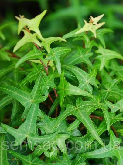 Плющ садовий вузьколистий Сагитаефолія \ Hedera helix "Sagittaefolia" ( саджанці С1л)