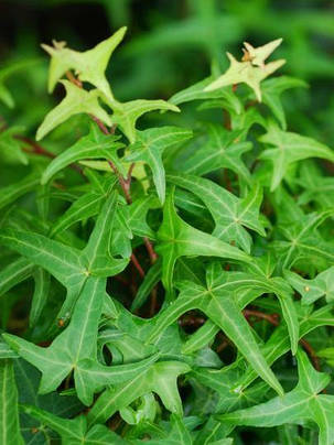 Плющ садовий вузьколистий Сагитаефолія \ Hedera helix "Sagittaefolia" ( саджанці С1л), фото 2