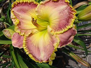 Лійник Mattew William Метою Вільям (Petit 2008) (сажінки)