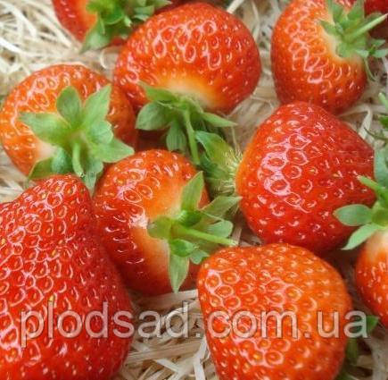 Полуниця Сальса